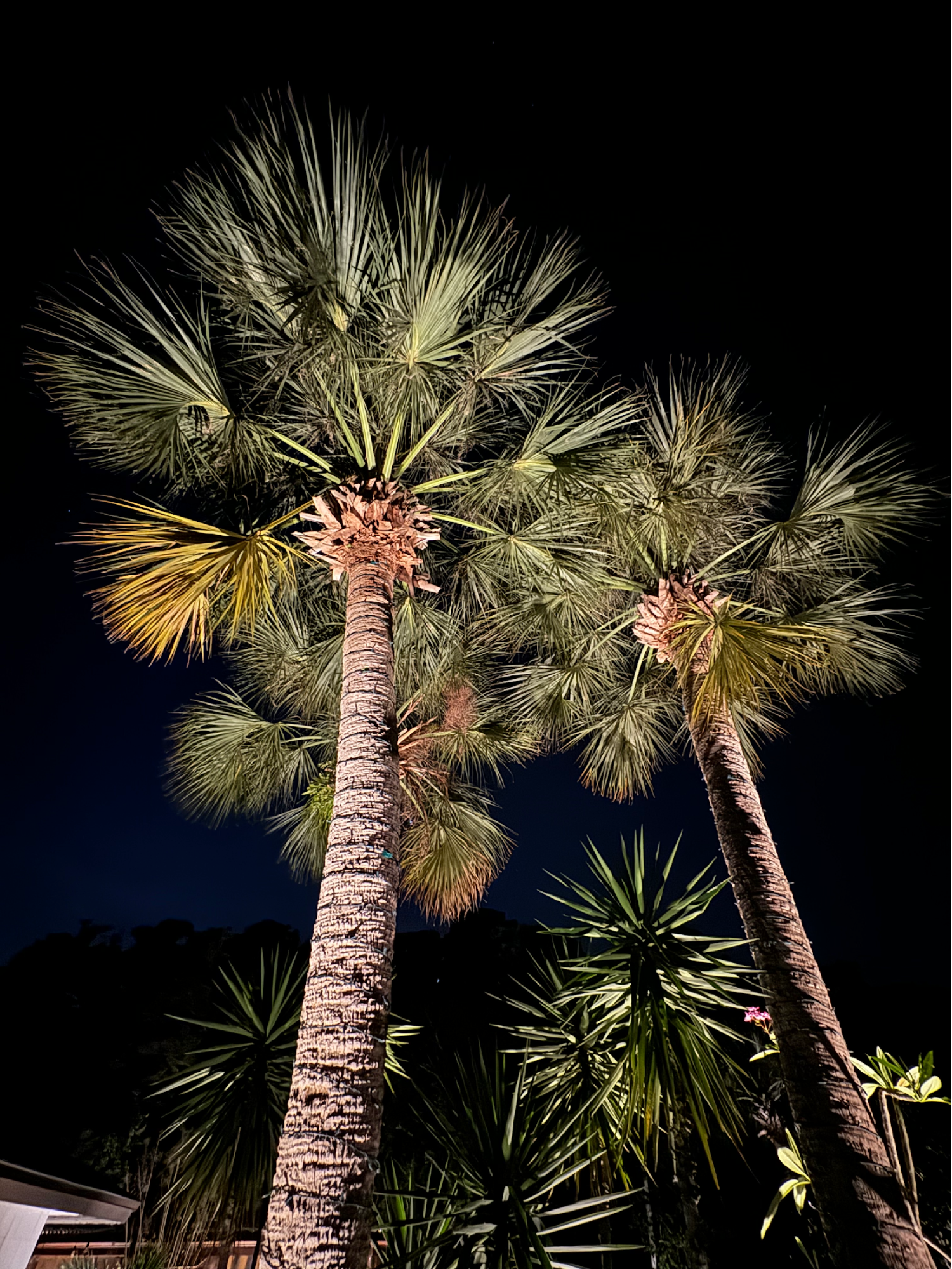 Illuminate Your Orlando Oasis. Contact Us Today!