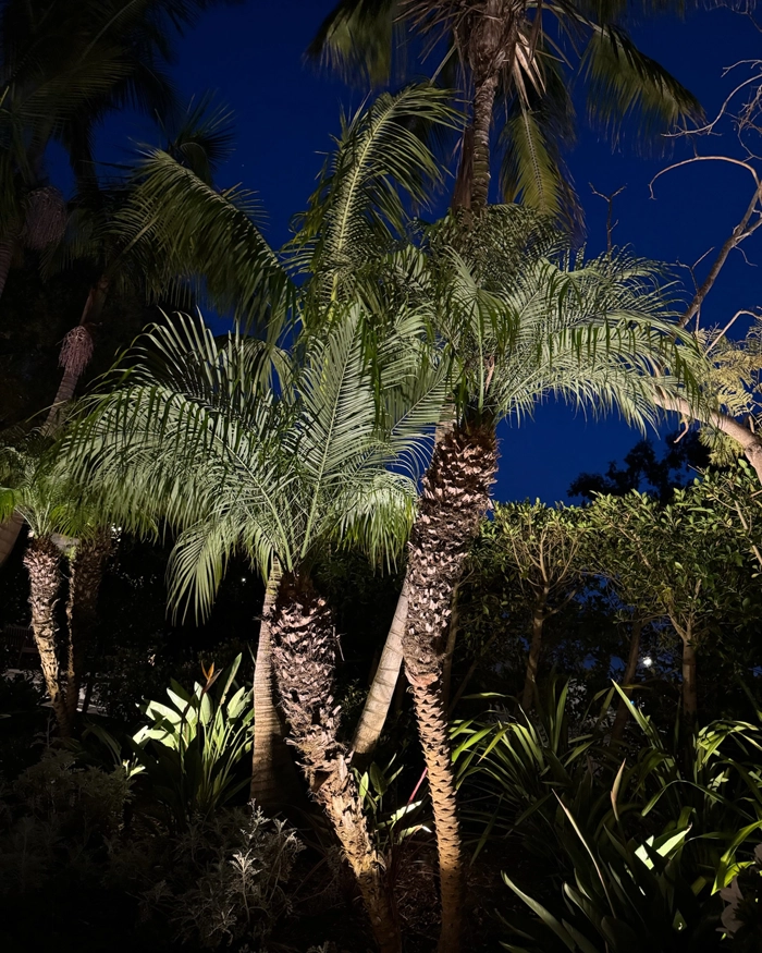 Landscape lighting on a tropical palm tree in Central Florida, designed by Southern Outdoor Lighting for a warm and inviting ambiance.